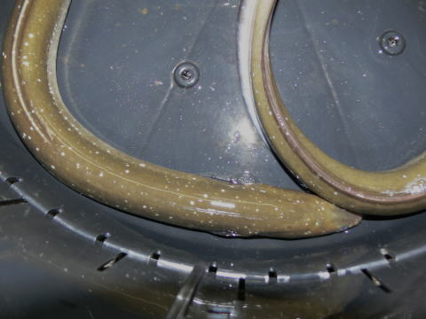 天然うなぎ　ホシ