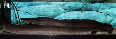 オーストラリア天然うなぎ