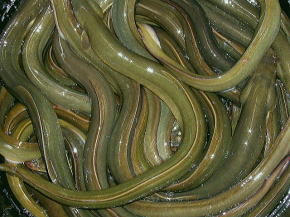 天然うなぎアオ２