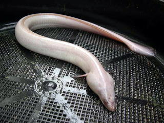 天然うなぎアルビノ