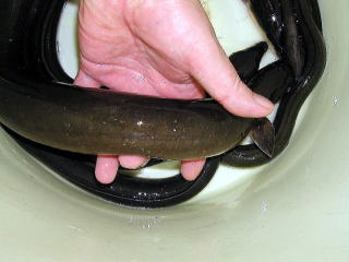 天然うなぎカスリ