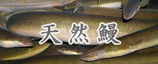天然鰻の目次