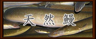 天然鰻ロゴ