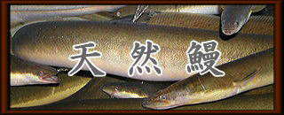 天然鰻ロゴ
