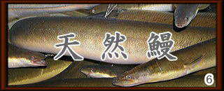 天然鰻ロゴ