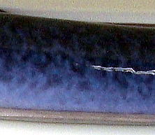 天然うなぎ大うなぎ2