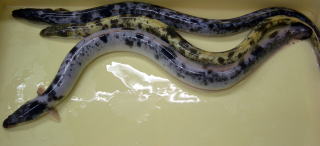 天然うなぎパンダ１