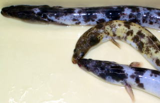 天然うなぎパンダ２